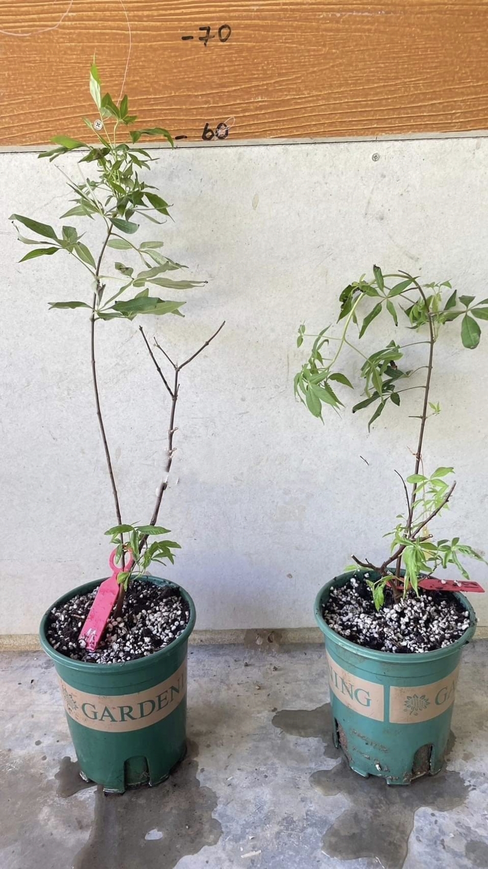 (1ต้น) ต้นไวเท็กซ์ Chaste Berry ไวเท๊กซ์ แอกนัส แคสตัส Vitex Vitex Agnus Castus / ศรัณย์รักษ์ สำเนา