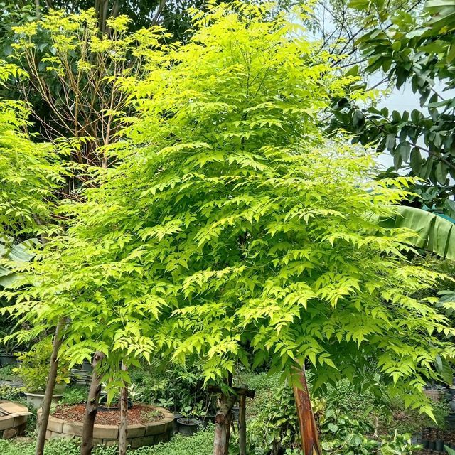 (1ต้น) ต้น เกษมณีสีทอง เมเปิ้ลเขียว เมเปิ้ลไทย Melia azedarach เลี่ยนทอง นารี เกรียน เฮี่ยน เลี่ยนดอกม่วง ลำเลี่ยน ลั้วะ โขวหนาย ขู่เลี่ยน ขู่เลี่ยนซู่ Bastard cedar, Bead tree Chaina tree Chinaball tree Persian lilac White cedar Melia azedarach L / Pongk