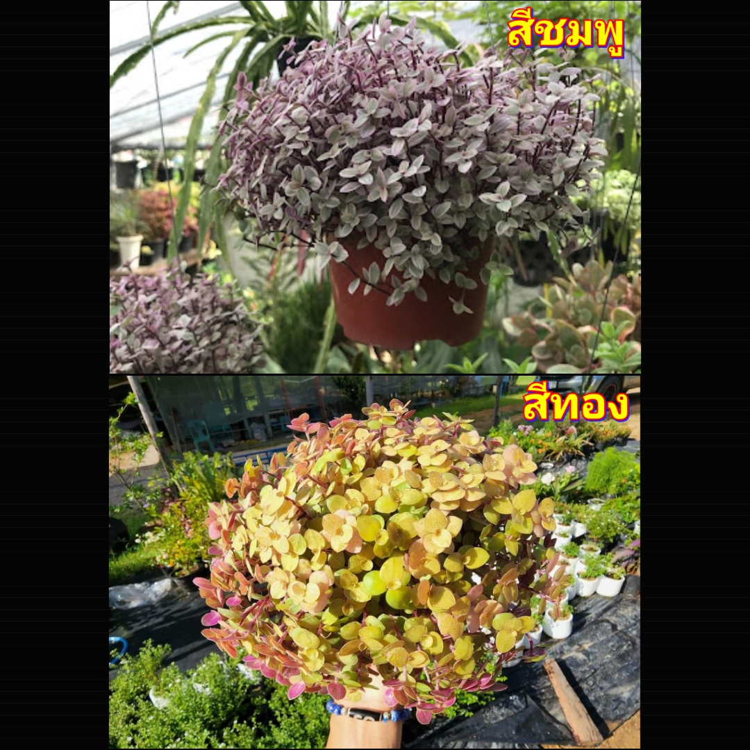 (1กระถาง) มี2สีให้เลือก ริบบิ้นทอง ริบบิ้นชมพู ต้นริบบิ้นทอง ต้นริบบิ้นชมพู ต้นริบบิ้น ริบบิ้น สี ทอง ชมพู ริบบิ้นชาลี ริบบิ้นชารี ด่าง ทษณน Callisia Repens