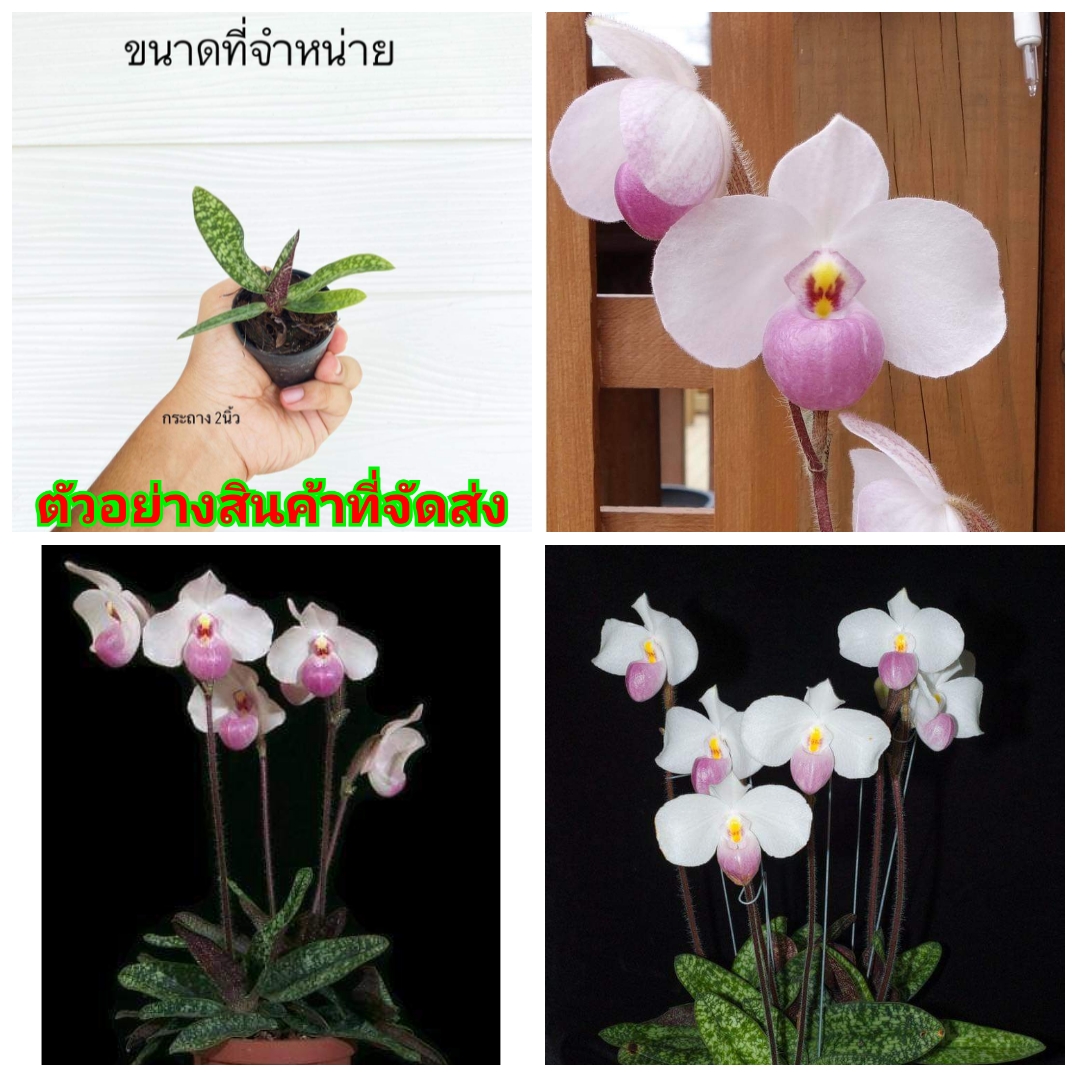 (ขาย ต้นพันธุ์) ดอก ต้น รองเท้านารี เดเลนนาตีไอ Paphiopedilum delenatii กล้วยไม้ เอื้อง orchidery