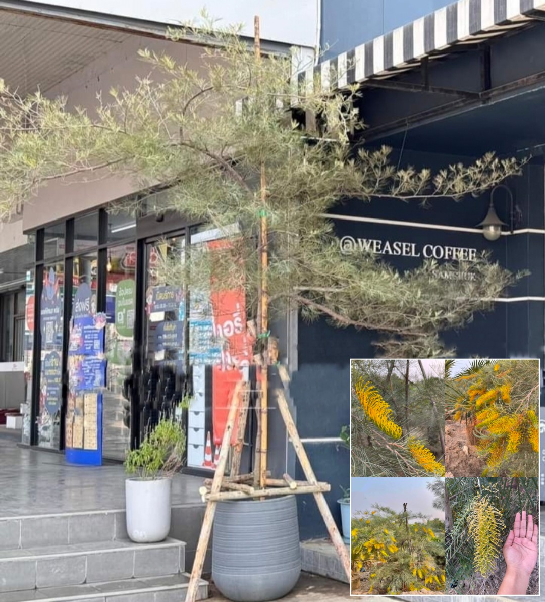 รบกวน สั่งซื้อ ผ่านไลน์ เท่านั้น (1ต้น) สูง 250cm ต้น สนเกรวิลเลีย Grevillea Bush Lemons yellow กรีวิเลีย บุช เลมอน ดอก สีเหลือง Sakphong