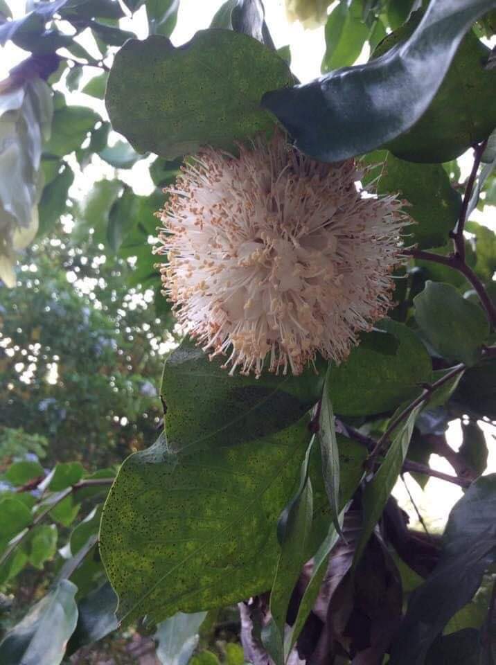 (1ต้น) ต้น โสกขาว อโศกขาว ต้นโสกขาว ต้นอโศกขาว อโศก ต้นอโศก สีขาว / ณัฐวดี