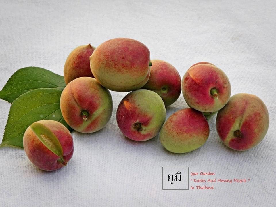 (1ต้น) มี4 พันธุ์ ให้เลือก ต้นบ้วย ต้นบ๊วย บ้วย บ๊วย plum tree ขุนวาง เบอร์ 2 ปิงติง เจียโถว ยูมิ / พิสุทธิ์