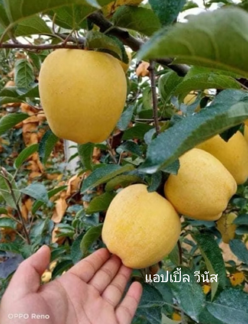 (1ต้น) ต้น แอปเปิ้ลฟูจิ ต้นแอปเปิ้ลฟูจิ แอปเปิ้ล ต้นแอปเปิ้ล ฟูจิ วีนัส แอนนา หัวใจไก่ ฟูจิ เนื้อแดง สำเนา