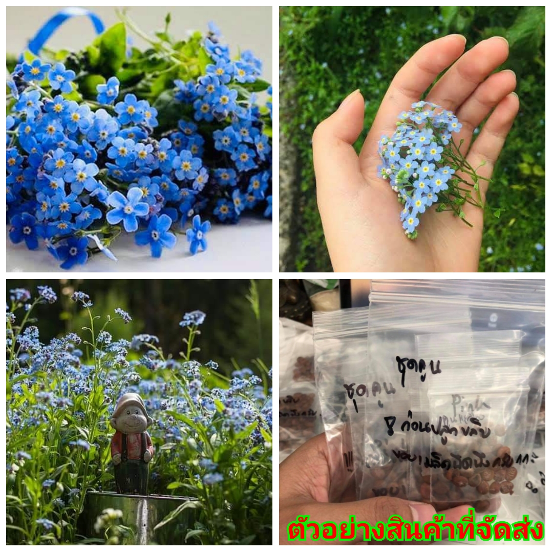 (ขาย เมล็ด ) ต้น ดอก เมล็ด ดอกฟอเก็ตมีน็อต สีฟ้า ( อย่าลืมฉัน ) ฟอเก็ตมีน็อต Fuggets with bolts เมล็ดพันธุ์ดอกไม้สวยงาม