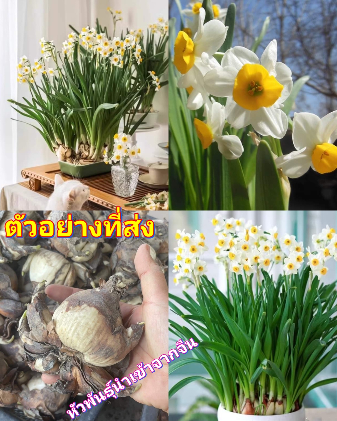 (1หัว) ดอก แดฟโฟดิล Daffodil นาร์ซิสซัส Narcissusื นาซีซัส เดฟโฟดิล เดฟโฟดิ / ศรัญลักษณ์