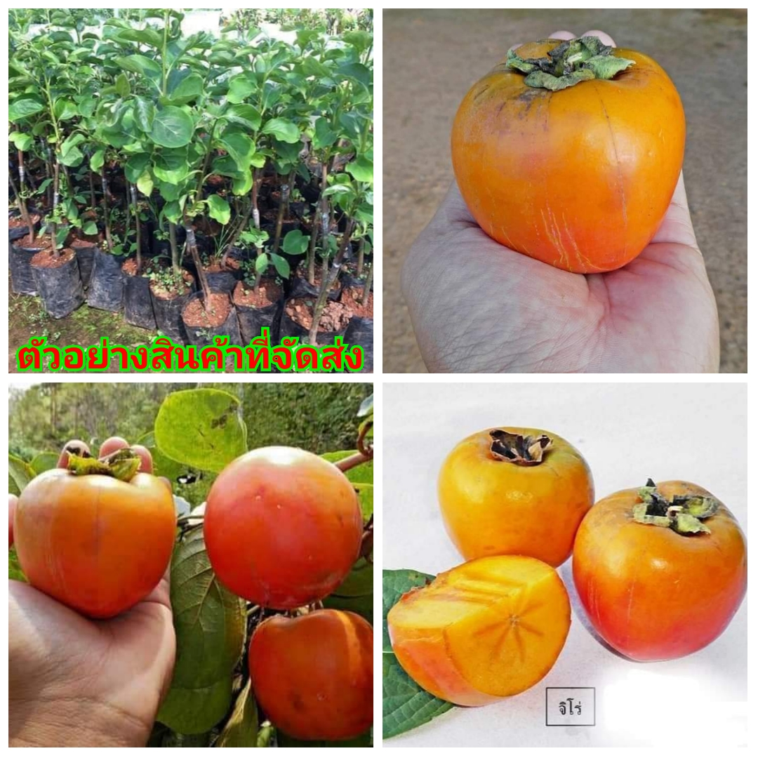 (ขาย ต้นพันธุ์) ต้น พลับหวาน พันธุ์ จิโร่ Jiro Persimmon พลับ ไร่อิงดาว plab