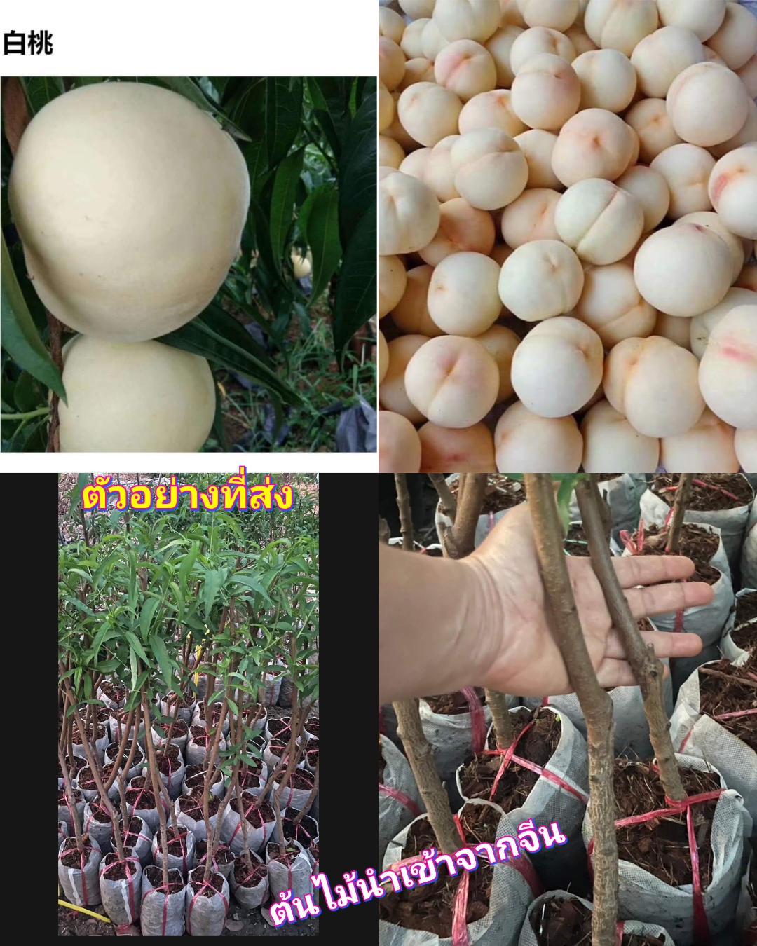 (1ต้น) ต้น ต้นพีชขาว ลูกพีชขาว White Peaches เสียบยอด อายุ 2 ปี สูง 70-100 cm / saranrak