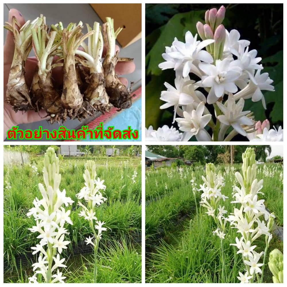 (5หัว) (ขาย หัว พันธุ์) ต้น ดอก ซ่อนกลิ่น ปลูกกินปลูกขายสร้างรายได้ สีขาว รุ่งเรือง พันธุ์ไม้