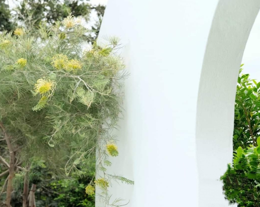 รบกวน สั่งซื้อ ผ่านไลน์ เท่านั้น (1ต้น) สูง 250cm ต้น สนเกรวิลเลีย Grevillea Bush Lemons yellow กรีวิเลีย บุช เลมอน ดอก สีเหลือง Sakphong