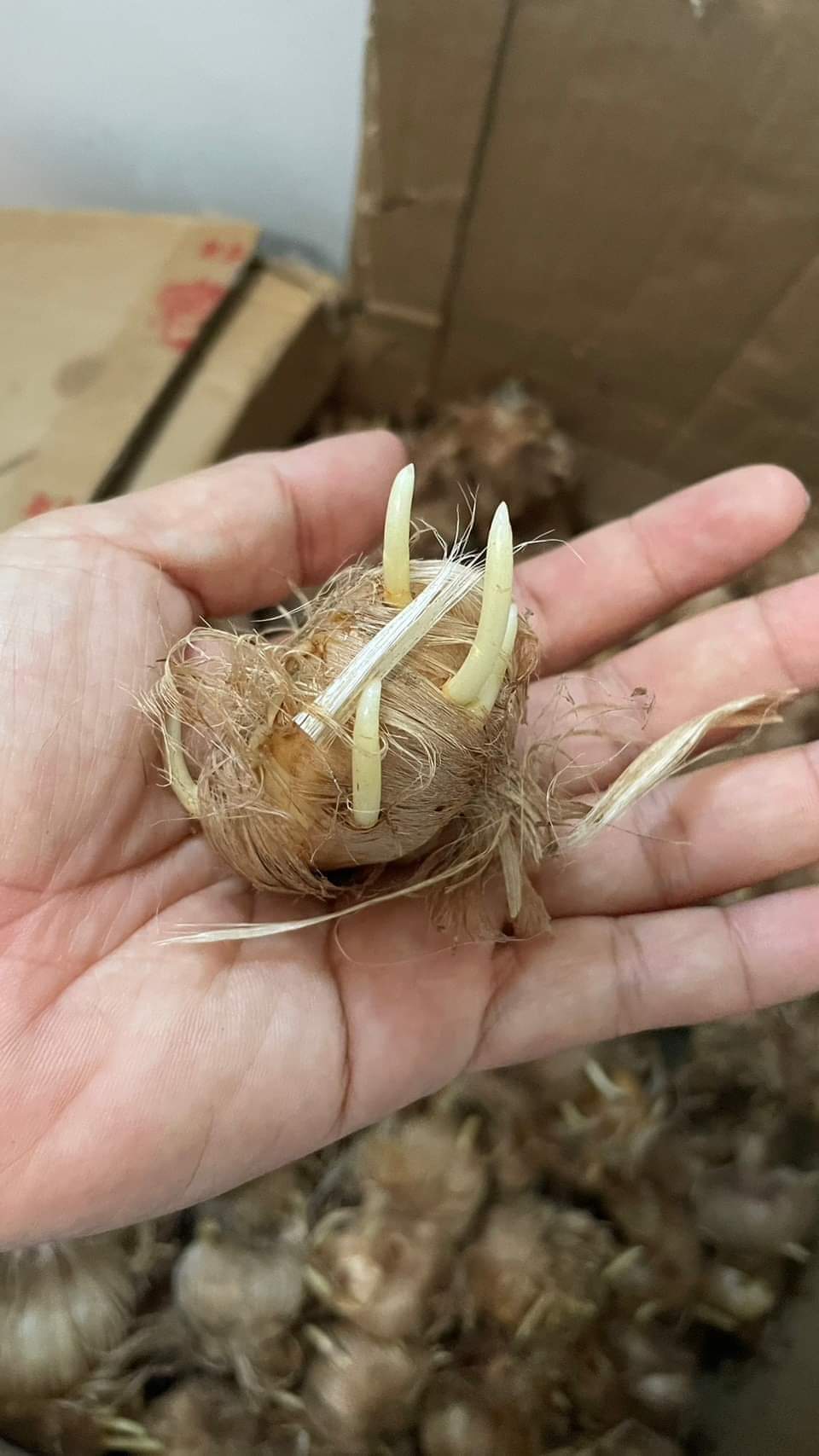 (1หัว) หญ้าฝรั่น หญ้า ฝรั่น ( ฝะหรั่น ) หรือเรียกว่า Saffron Crocus / ศรัณย์รักษ์