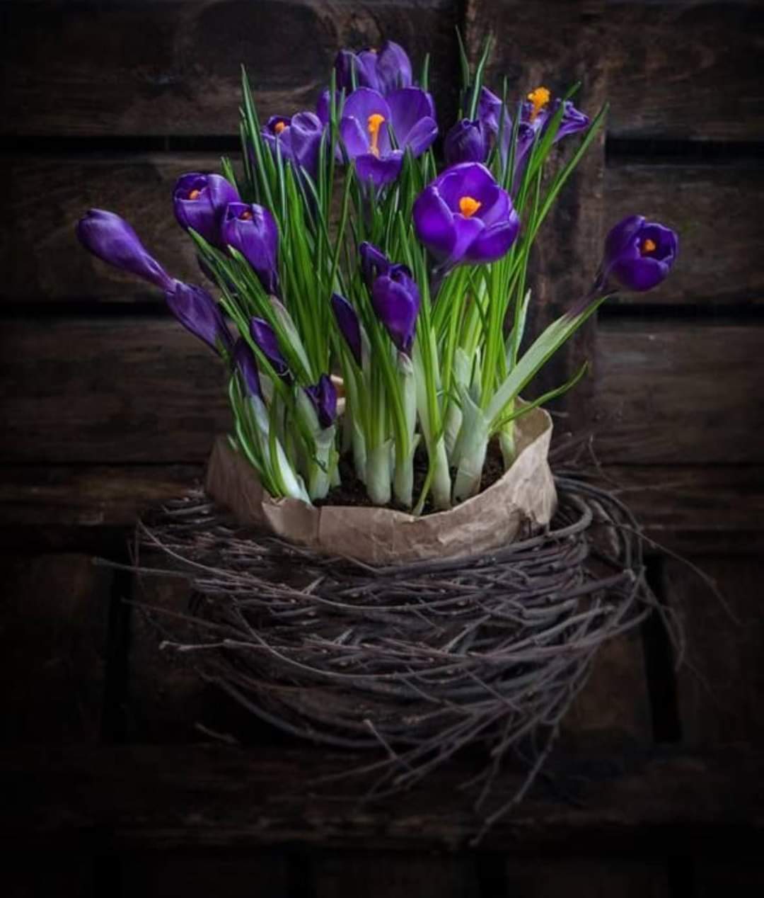 (1หัว) หญ้าฝรั่น หญ้า ฝรั่น ( ฝะหรั่น ) หรือเรียกว่า Saffron Crocus / ศรัณย์รักษ์