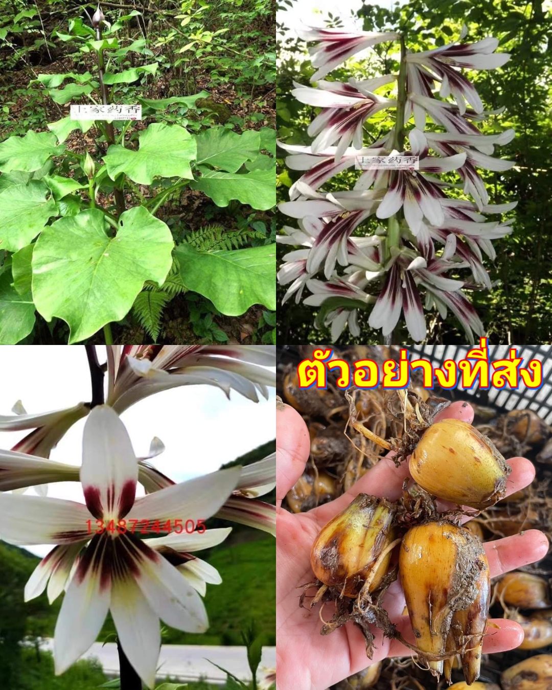 (1หัว) หัว ลิลลี่ภูเขาใบใหญ่ ลิลลี่ ภูเขา ใบใหญ่ lily / ศรัณย์รักษ์