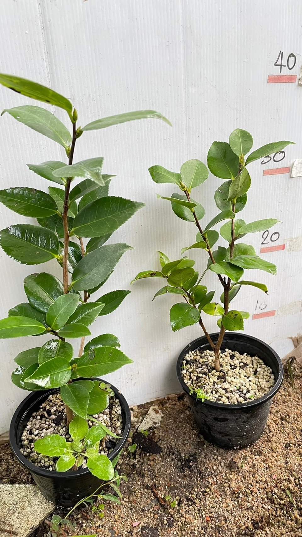 (1ต้น) คามีเลีย (ลุ้นสีดอก) คามิเลีย ต้นคามีเลีย ต้นคามิเลีย Camellia flower สำเนา
