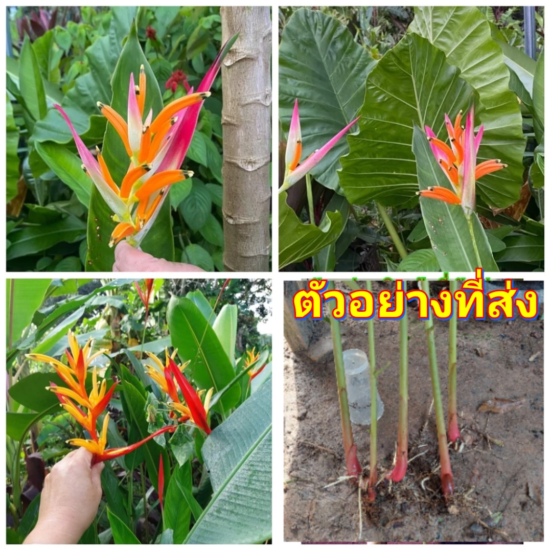 (ขาย ต้นพันธุ์) ดอก ต้น เฮลิโคเนีย heliconia แอนโดรมีดา Andromeda /Pimvimon
