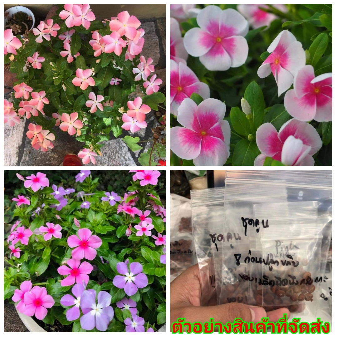 (ขาย เมล็ด ) ต้น ดอก เมล็ด ดอกแพงพวย คละสี แพงพวย เมล็ดพันธุ์ดอกไม้สวยงาม