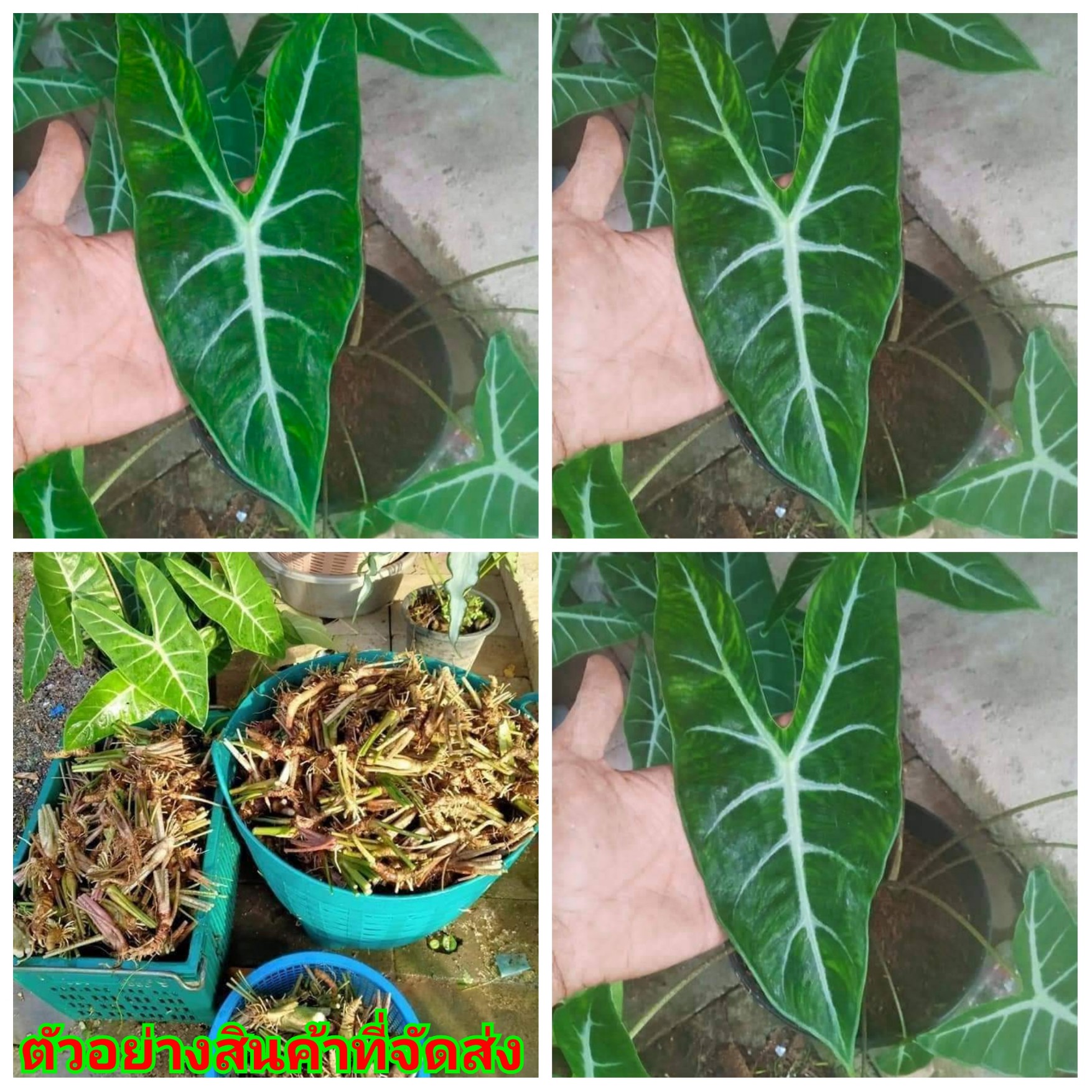 (ขาย หัวพันธุ์) ต้น หัว เหง้า ว่านพญาจงอาง ว่าน พญาจงอาง jaruwan