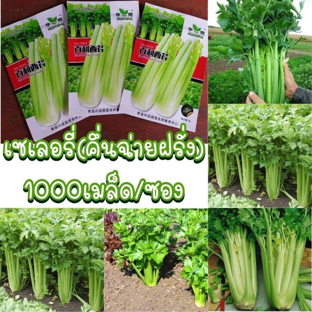 ขาย เมล็ด ฟักทองญี่ปุ่น สี เขียว หัวไชเท้า สี แดง ฟักทองบัตเตอร์นัต ซูกินี ฟักเขียวยักษ์ ขึ้นฉ่ายฝรั่ง แครอท สี ส้ม ม่ว