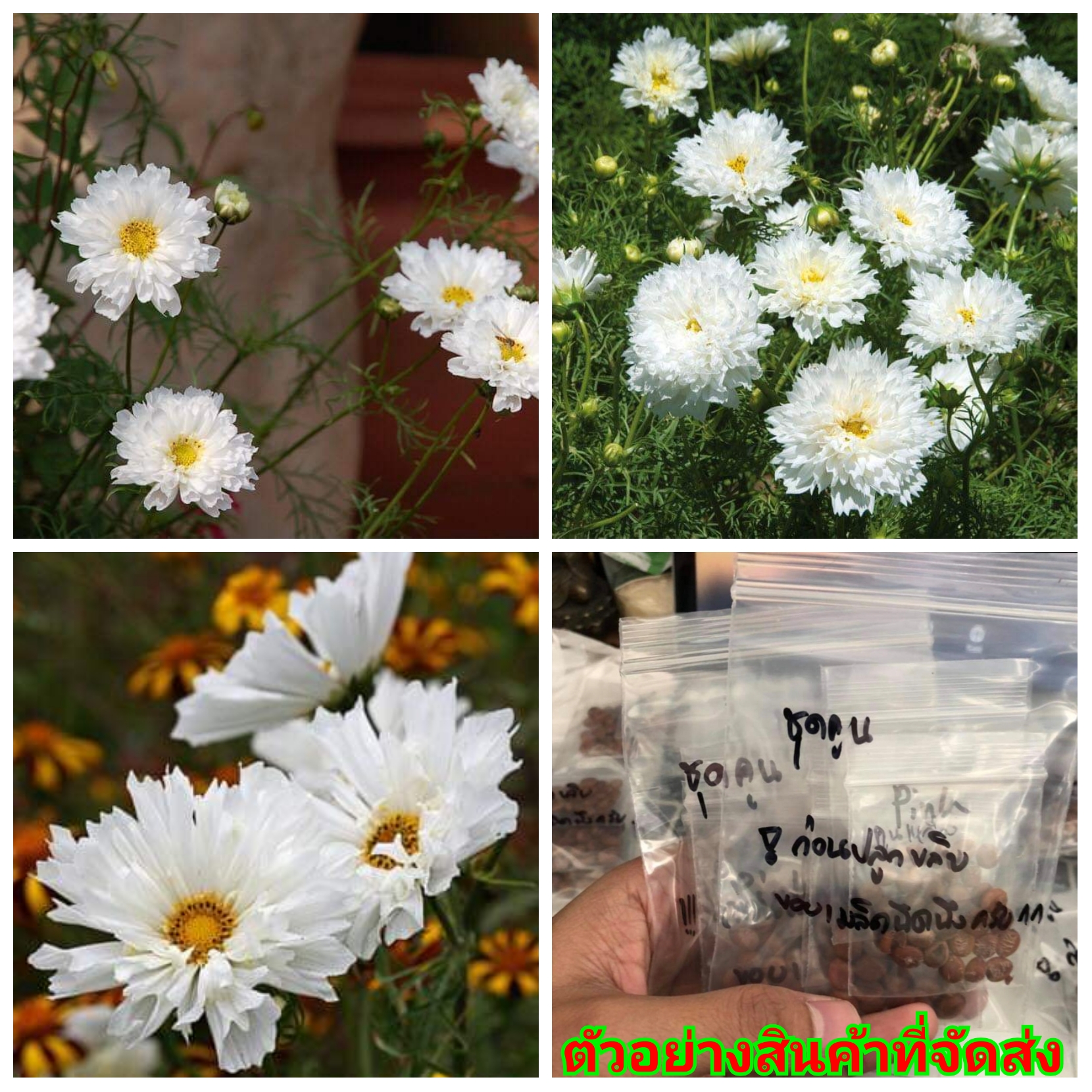 (ขาย เมล็ด) ต้น ดอก เมล็ด คอสมอส พันธุ์ นำเข้าจาก อเมริกา ดอกซ้อน สีขาว cosmos ดอกดาวกระจาย บ้านไร่อุดมสุข
