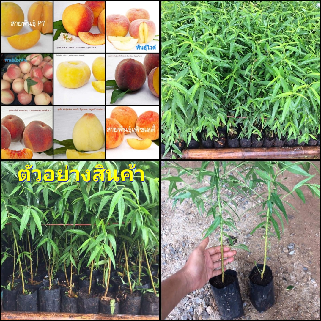 (1ต้น)มี9พันธุ์ให้เลือก(ขาย ต้นพันธุ์) ต้น ต้นพีช พีช ต้นลูกพีช ลูกพีช peach peacher / ไร่อิงดาว