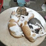 2 กันยายน 2564 เจ้า มะพร้าว...........