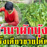 ทำนาผักบุ้งแก้วปลูกครั้งเดียวขายได้ตลอดปี