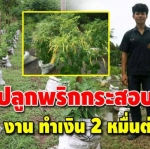 นักศึกษา ปวส.2 รายได้เกือบ 20,000 ต่อเดือน จากการปลูกพริกกระสอบขาย ปลูกง่าย กำไรงาม