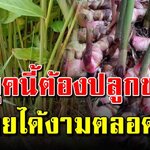 การปลูกต้นข่าให้แตกกอเร็วเหง้าใหญ่สวยงาม ครั้งเดียวอยู่ได้นานเป็น 10ปี