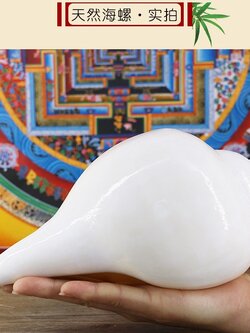 หอยสังข์อินเดียสีขาวขนาดใหญ่ สำหรับใช้ในพิธีกรรมทางศาสนา ขนาด 20 cm.