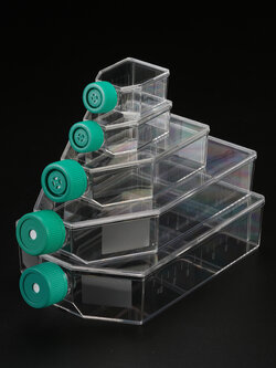 ฟาสก์เพาะเลี้ยงเชื้อ Sterile Cell Culture Flask PS with Surfcae treat, SPL Brand