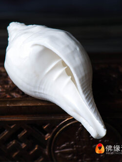 หอยสังข์อินเดียสีขาวขัดเงา สำหรับใช้ในพิธีกรรมทางศาสนา ขนาดเล็ก 6 cm.