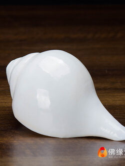 หอยสังข์อินเดียสีขาวขัดเงา สำหรับใช้ในพิธีกรรมทางศาสนา ขนาด 17 cm.