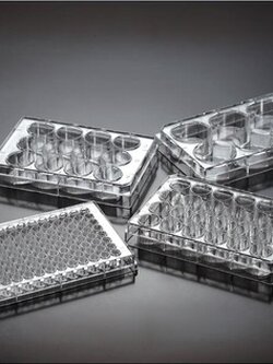 Tissue culture 96 well U shape bottom-sterile with TC Treated(100ea/pkg)