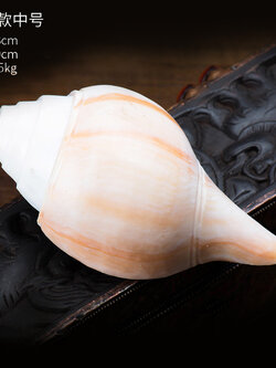 หอยสังข์อินเดียสีขาวธรรมชาติและขัดเงา สำหรับใช้ในพิธีกรรมทางศาสนา