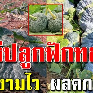วิธีปลูกฟักทองให้เครืองาม ผลดกเร็ว สูตรนี้ใครทำก็ได้ก็ผลดีบอกขั้นตอนละเอียด