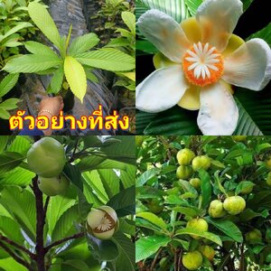 (2ต้น) ต้น มะตาด ต้นมะตาด หรือ แอปเปิ้ลมอญ คนนิยม นำผล มาแกงส้ม / happy