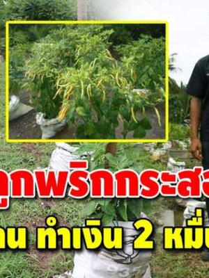 นักศึกษา ปวส.2 รายได้เกือบ 20,000 ต่อเดือน จากการปลูกพริกกระสอบขาย ปลูกง่าย กำไรงาม