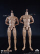 COOMODEL BD009 / BD010 Standard & High Standard Muscle Arm Body