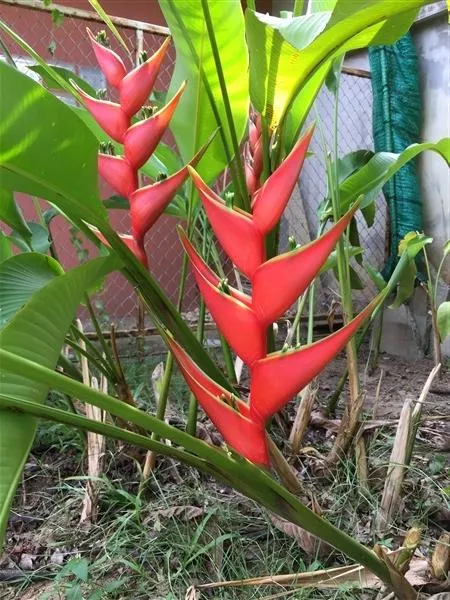 (1กอ) กอ ต้น เฮลิโคเนีย บิ๊กบัด สี แดง Heliconia stricta Huber Big Bud ก้ามปูแดงดอกใหญ่ เพอเพอเรีย Tinutda