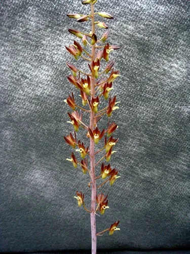 ว่านอึ่ง Eulophia macrobulbon / ahcta