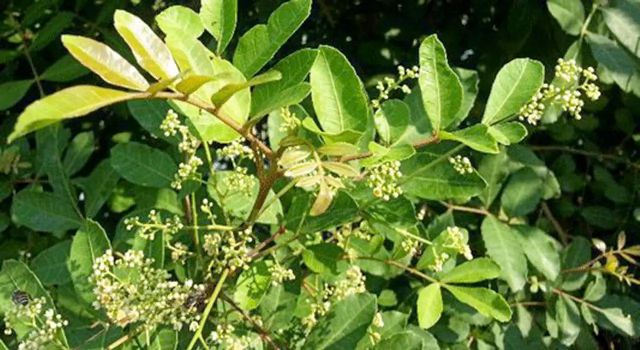 ต้น กิ่งตอน มะตูมซาอุ ต้นมะตูมซาอุ Brazilian Schinus terebinthifolia มะตูมแขก สะเดาบาห์เรน / tirawgnohp